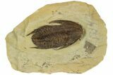 Lower Cambrian Trilobite (Neltneria) - Issafen, Morocco #189924-2